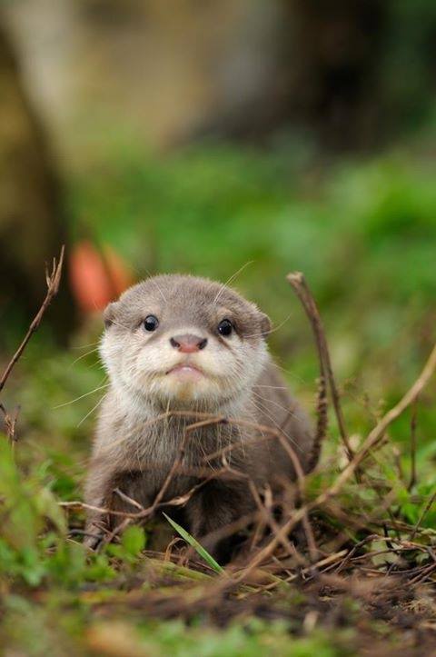 In_Otter_News2 tweet picture