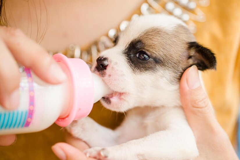 ClaritaFurlyee's tweet photo. Watch my rescue puppy go from wobbly newborn to zooming little buddy in 8 weeks—love this messy, wonderful growth journey! https://t.co/OXIrvpGhP3