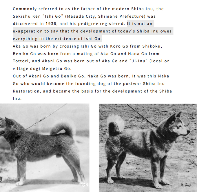 Thedev1738's tweet photo. Since every new pairs is INU, this is good.

The Inu that started all Inus is "Ishi Go"

Referred to as the father of the modern shiba inu

"It is not an exaggeration to say that the development of today's Shiba Inu owes everything to the existence of Ishi Go"

This is the strongest narrative attached to a coin in a long time. 

It is documented breed history, on record with a Japanese preservation society since 1936. It is also the perfect pairing to DOGE, because every Shiba Inu on earth, including the one on Dogecoin, descends from the dog in this story. The dog that all Shiba Inu come from

The Preservation Society's position is that nearly every pedigreed Shiba Inu alive today descends from Ishi or from Naka. Around 30,000 are registered every year. All of them trace back to one hunting dog in one village in Shimane, found by one man in one summer.

That includes the most photographed dog in internet history. Kabosu was born in 2005 and rescued in 2008 from a puppy mill that had shut down. She had no papers, so nobody can print her pedigree. But she was a Shiba, and the Shiba exists because Ishi was carried off that mountain in 1936. Her picture became the meme in 2013, and in December that year it became the face of a coin. No Ishi, no Shiba, no Kabosu, no DOGE.
Ishi Go no Satohttps://www.facebook.com/groups/197662068158496/posts/1567212821203407/
