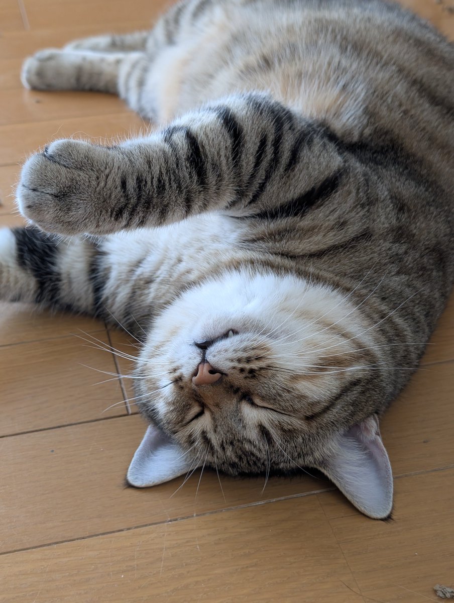 hotateyasan's tweet photo. ねんねこ🐱 https://t.co/kTYpHNn0on