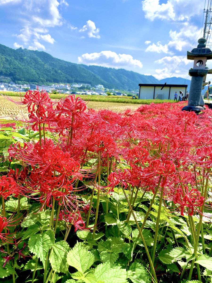 satmacsat's tweet photo. #かめおか霧のテラス #亀岡彼岸花の里 #ロードバイク #Khodaabloom #ロードバイク好き https://t.co/dI1vSx6SGY