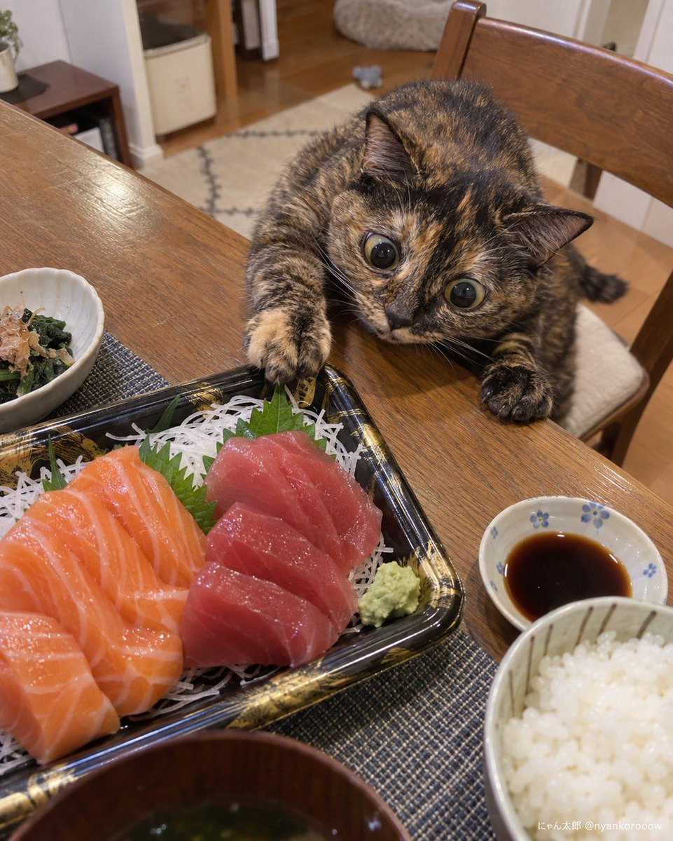 BestOfMeow's tweet photo. https://t.co/aMOITACrj7