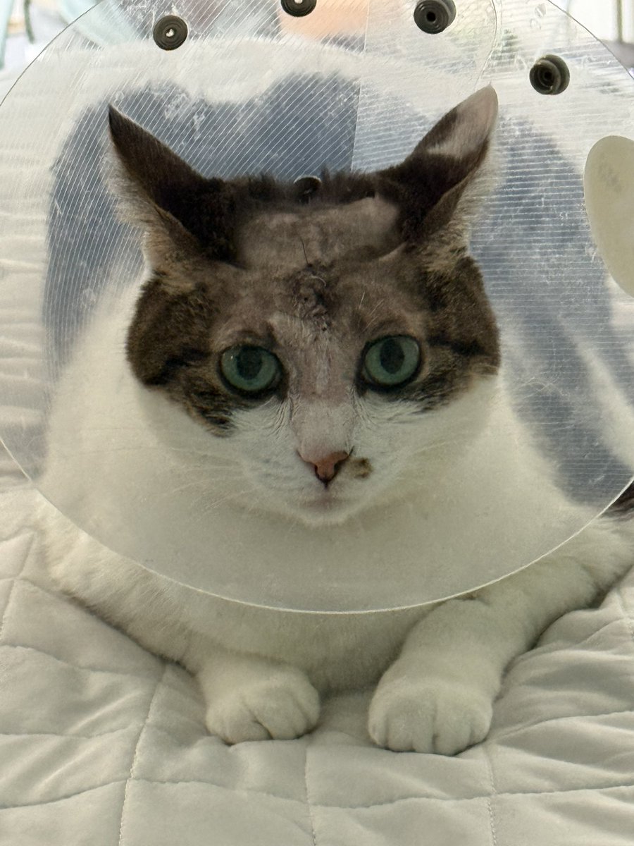 cat_pad299's tweet photo. そして今日9月24日、ゆき(10歳♀)が7時間に及ぶ脳腫瘍の摘出手術を受けてから、ちょうど一年が経過しました。

急にふらふらと転倒したりしたてんかん発作の状況を、咄嗟に動画に撮ったのが超早期の発見に繋がり、MRIやCTで脳腫瘍の診断。手術の成功率も高そうだったので、動物の高度医療専門機関で入院・手術を受けました。

写真は退院直後のもので、手術の後がちょっと痛々しいです。でも今、てんかんのお薬は毎日飲んでいますが、普通に元気に暮らしてます。

手術の日は、ちょうどまめが天国に旅立った日でした。生前はゆきと仲が悪かったですがw、まめがゆきの命を守ってくれたのかなとも思っています。

ゆきも、まめちゃんみたいに長生きしようね。