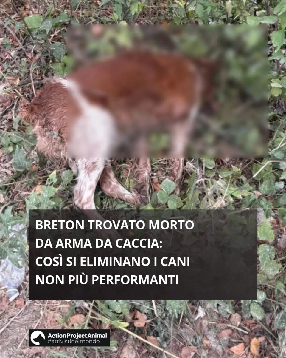 sandrinorusso74's tweet photo. Breton trovato morto sull’argine del Pescara, ucciso a colpi di fucile e abbandonato tra i rifiuti. Un cane “scartato”, vittima di crudeltà e sfruttamento. Sequestro del corpo e autopsia dell’Asl. Area degradata e resa pericolosa dai cacciatori. #StopCrudeltà https://t.co/Opu14hXtQC