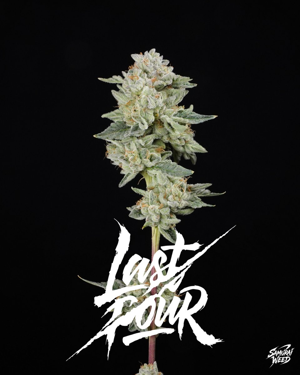 SamuraiWeed_'s tweet photo. 【グロワーの栽培レビュー②】

・Last Pour（Hybrid）
・栽培環境：インドア
・収穫日：2026年8月30日
・ブリーダー：Wizard Trees

Last Pourは、決して育てやすい品種ではありません。

収量は控えめで、生育や樹形のコントロールにも少し癖がある。
それでも手をかける価値を感じさせる、他では代えのきかない個性的な遺伝子です。

前回の経験を活かした今回は、この品種が持つポテンシャルをさらに引き出し、花の仕上がりをもう一段高めることができました。

吸い始めに広がるのは、キャンディーを思わせる甘さ。
吸い進めるにつれてガス感が存在感を増し、複数のフレーバーが重なり合っていきます。

時間とともに表情を変えながら、複雑な余韻が長く残るのがLast Pourの魅力です。