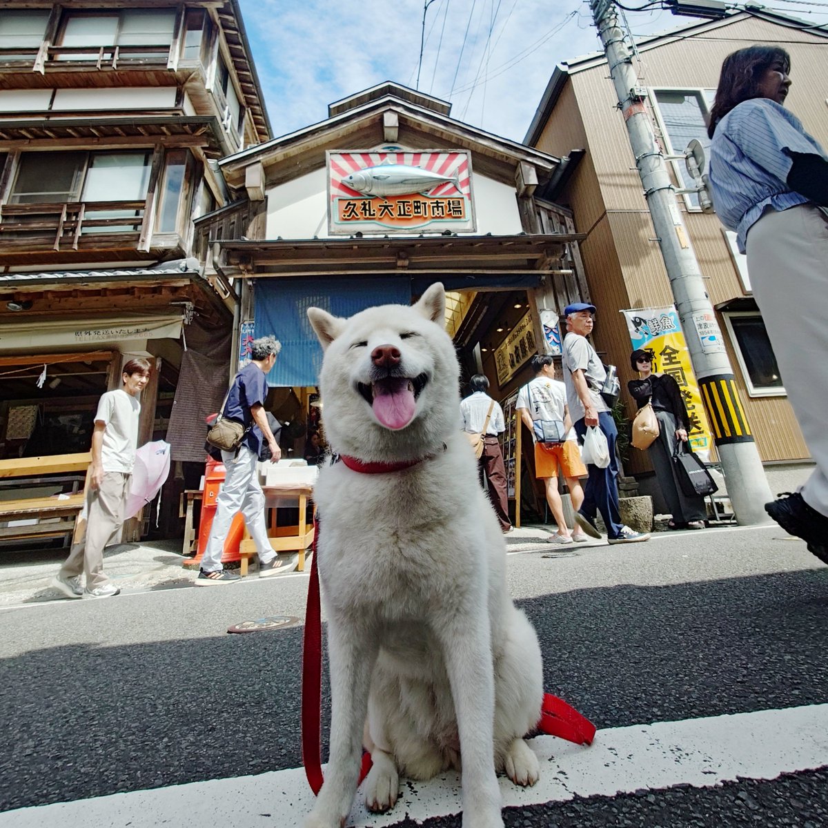 capi_okapi's tweet photo. 白柴キャンツー1355km①
〜久礼大正町市場編〜

#柴犬 #久礼大正町市場 #鰹たたき #ゆすはらキャンプ場 #shibainu https://t.co/pjErvPHiV9