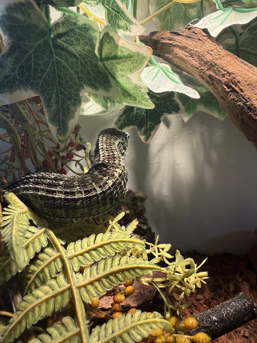 hachukenlizard's tweet photo. ウロコの下にしこりみたいなのができてしまっていたのだけど、温度上げてご飯バクバク食べて脱皮の時にぼろっと取れた
自然治癒できそうだし、感染症に気をつけて傷口消えるまで頑張らんとね https://t.co/4JzXGCRfhD