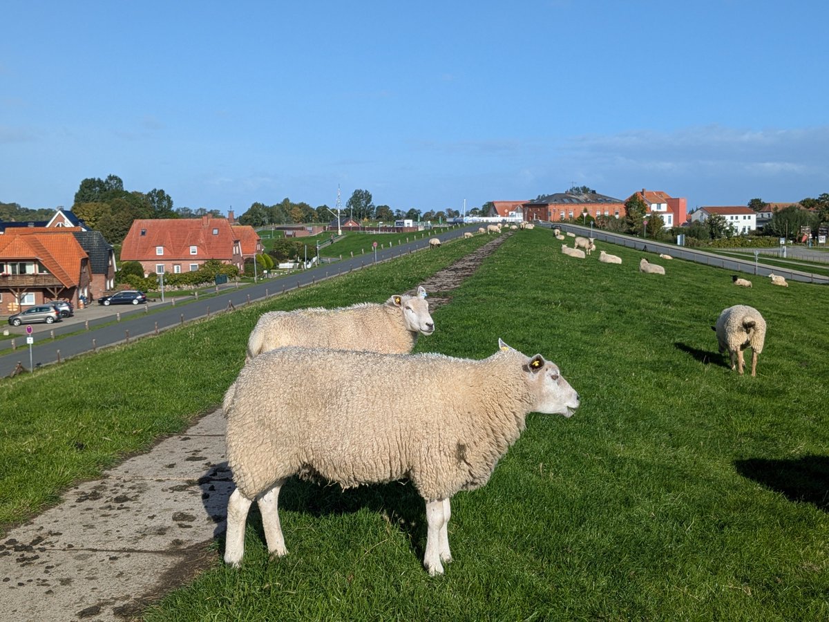 Nordwestroute's tweet photo. Moin aus Butjadingen
...#Fedderwardersiel #butjadingen #nordsee #wesermarsch #Burhave #tossens #eckwarderhörne #Ruhwarden https://t.co/acM9wkbY2Y