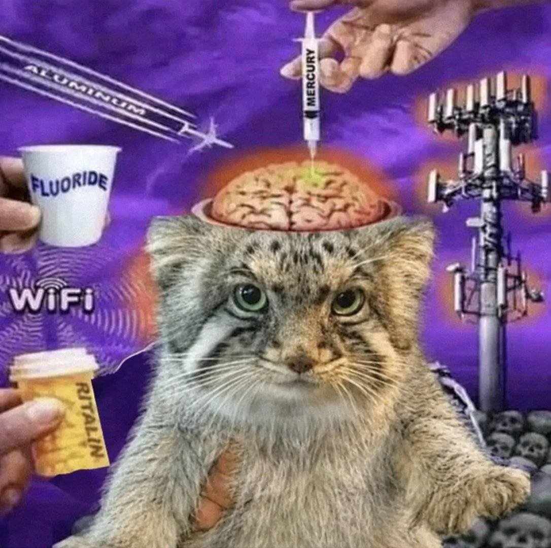 DailyMantle3's tweet photo. how it feels to be a manul fan https://t.co/sTsdOmuMHs