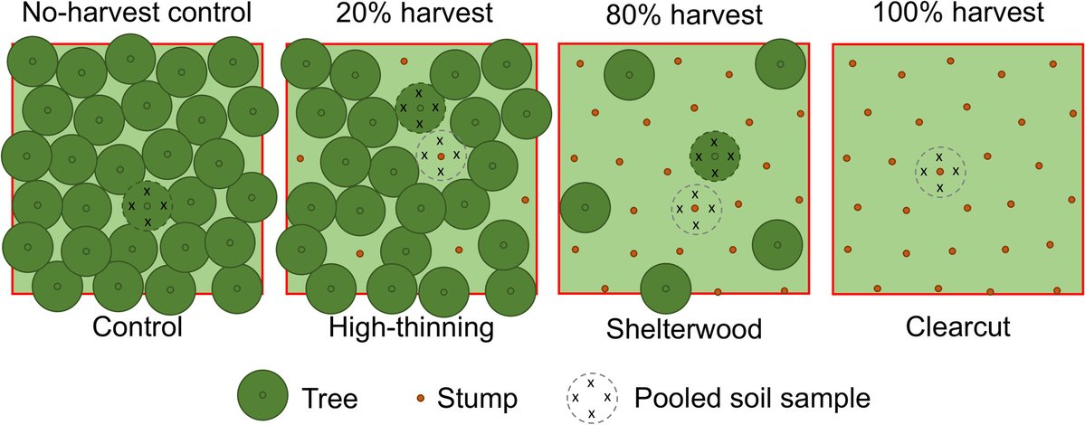 niooknaw's tweet photo. New publication: Impact of #harvest intensity on ectomycorrhizal and saprotrophic fungal communities in #forest #soils, by @steven_degoede @e_hannula and others. #carbon #soilfungi
https://t.co/AF0JfhmTGG https://t.co/SAxMFb3Lww