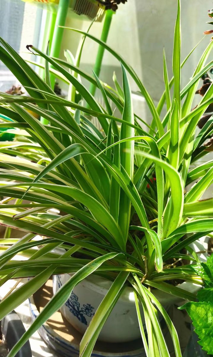 AlexWollegg's tweet photo. Spider plants are low-maintenance rockstars! Water once a week, keep in bright indirect light, and watch them grow like crazy. Perfect for new plant parents.， https://t.co/vWmQAJfRRJ