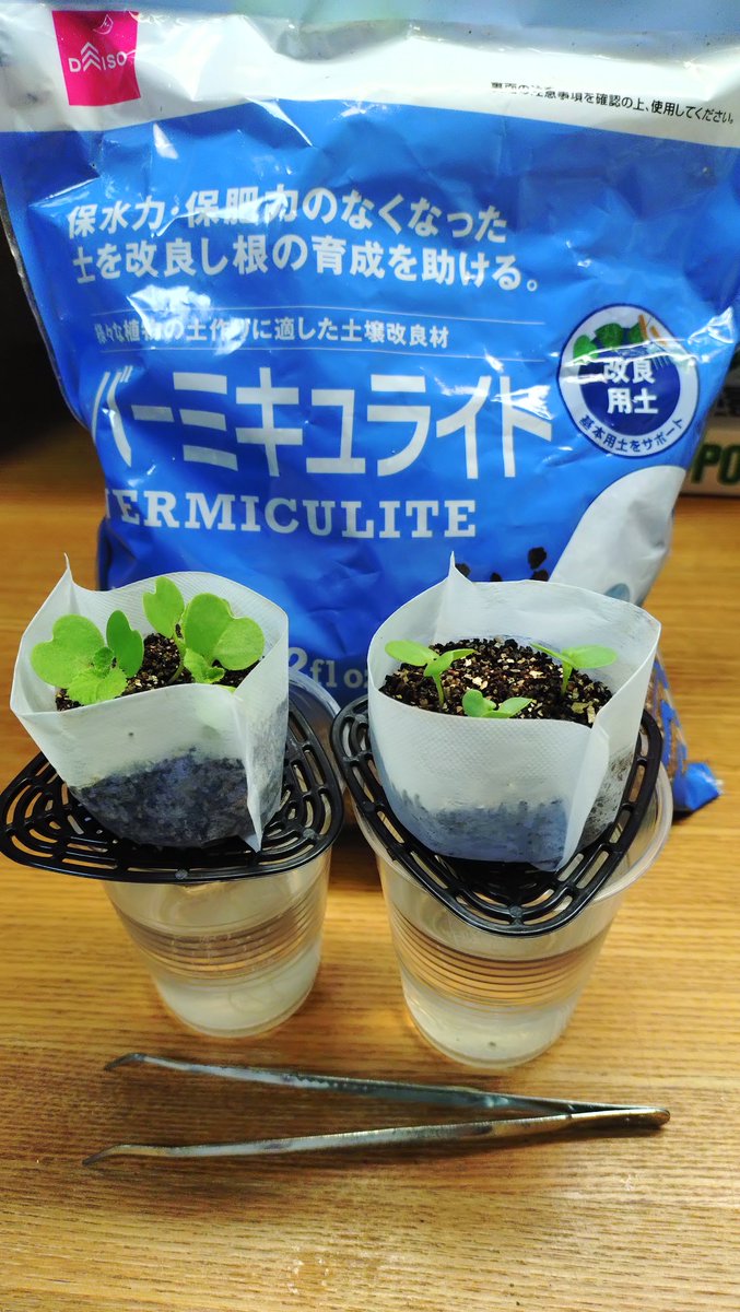 eritan0418's tweet photo. バーミキュライトを入れたプラカップに種を3粒まくと、ほぼ全て発芽します。
バーミキュライトの保水性が発芽に最適なのかも知れません。
種まきはピンセットで行います。
育ってきたらプラカゴに移植し、完全水耕栽培に移行します。
更にLEDライトを照射したりして。
う〜ん、科学っぽい栽培(笑) https://t.co/CE6msB7Ckn