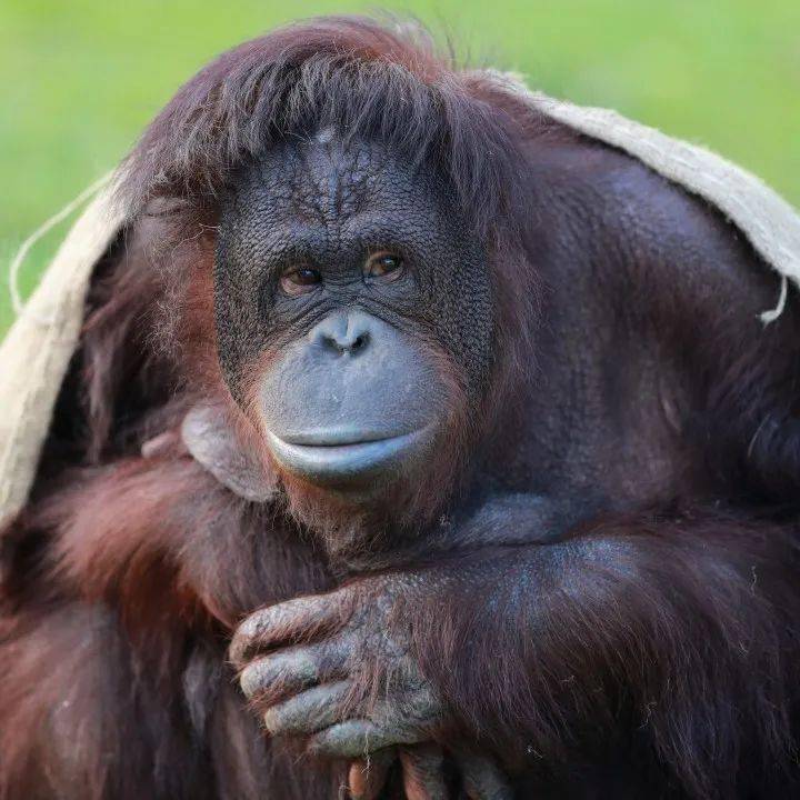 jhj4862's tweet photo. [Urgent to treat the beautiful orangutan with care!]， https://t.co/ZN5dHs1JpK