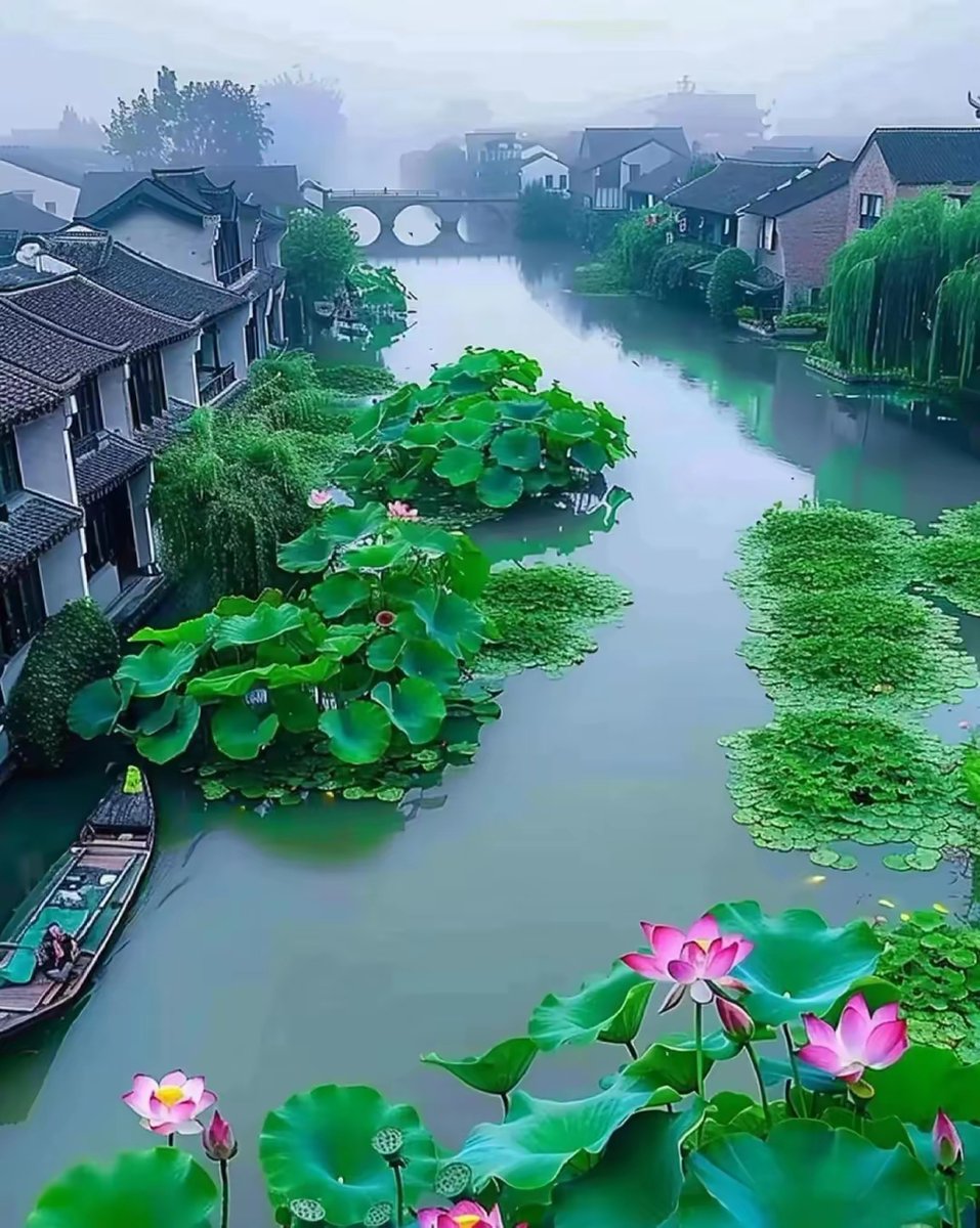 mwj5514's tweet photo. [By the Ping'ao Embankment, lotus leaves sway gently, the breeze carries faint scents—what a serene sight!]， https://t.co/cJEFK8M4co
