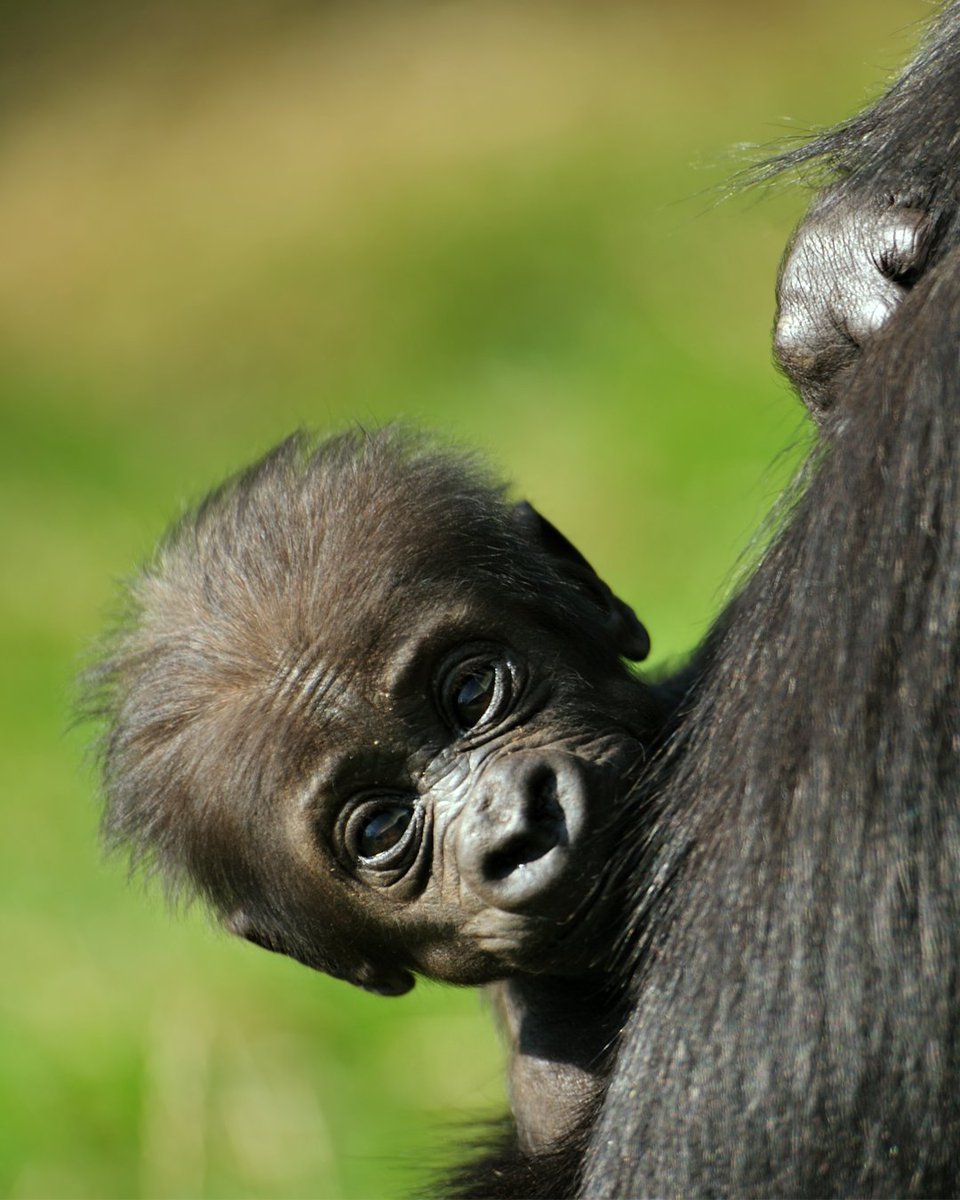 NHM_London's tweet photo. Chimpanzees and bonobos are our closest living relatives in the animal kingdom, sharing approximately 98.7% of our DNA. Gorillas come in close second, as we share about 98% of our DNA with them! 😲 https://t.co/1HPEwMSLau