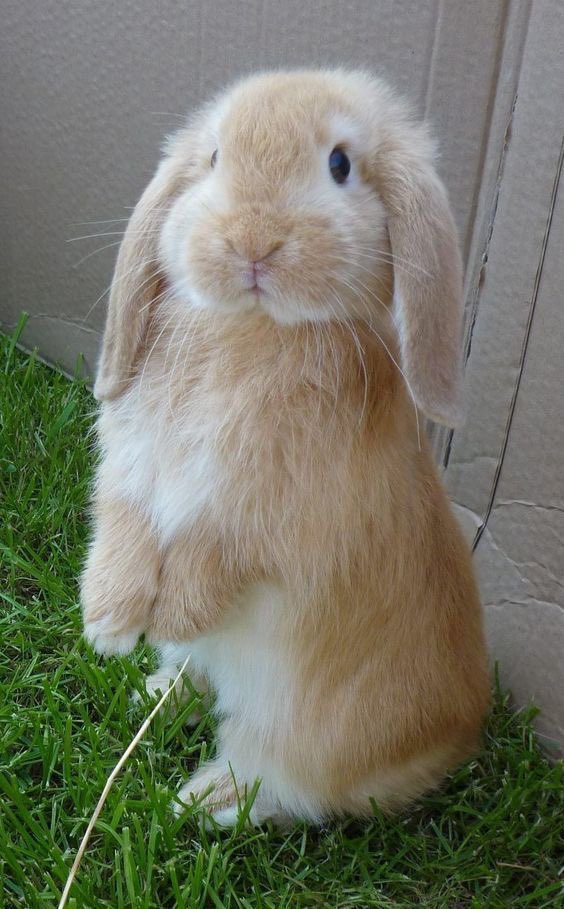 JackKellysCap's tweet photo. If not bunny, why bunny shaped?? https://t.co/SqLoXfgmLE
