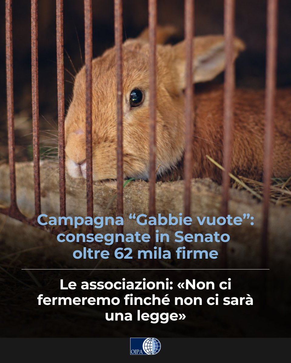 OIPAItalia's tweet photo. Consegnate in Senato oltre 62 mila firme certificate per chiedere il divieto per le gabbie negli allevamenti italiani. Le associazioni: «Non ci fermeremo finché non ci sarà una legge» 🔎https://t.co/I5px7fThz4 https://t.co/ZdlP53vy8u