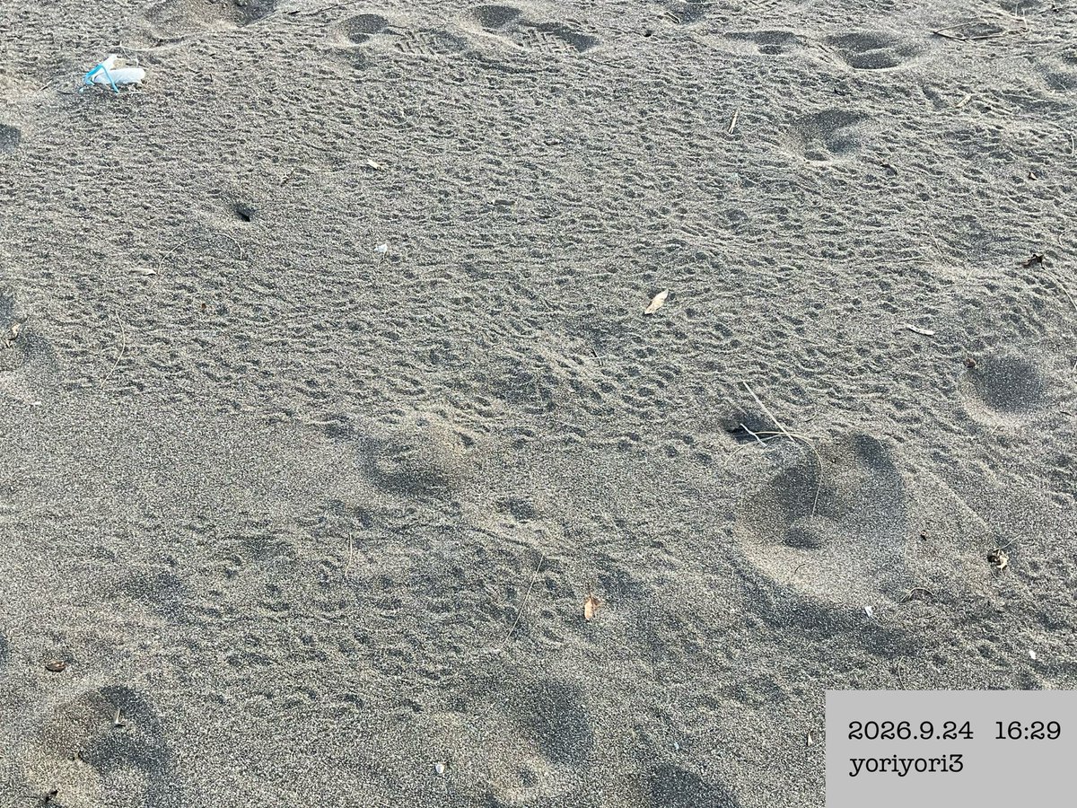 yoriyori3's tweet photo. 2026年9月24日(木)🌊奄美大島・嘉徳海岸🌊
もしかしてウミガメ赤ちゃんの足跡!?👣
ものすごい数の跡が海に向かって残っている‼︎👀
鹿児島県は9/17住民説明会で“ウミガメ産卵は1回“と
評価してたけど、これは反映されてる?凄い数あるぞ..
#savekatoku #嘉徳浜 #奄美
#鹿児島県 #ウミガメ保護条例 https://t.co/vko8zGD8Cu