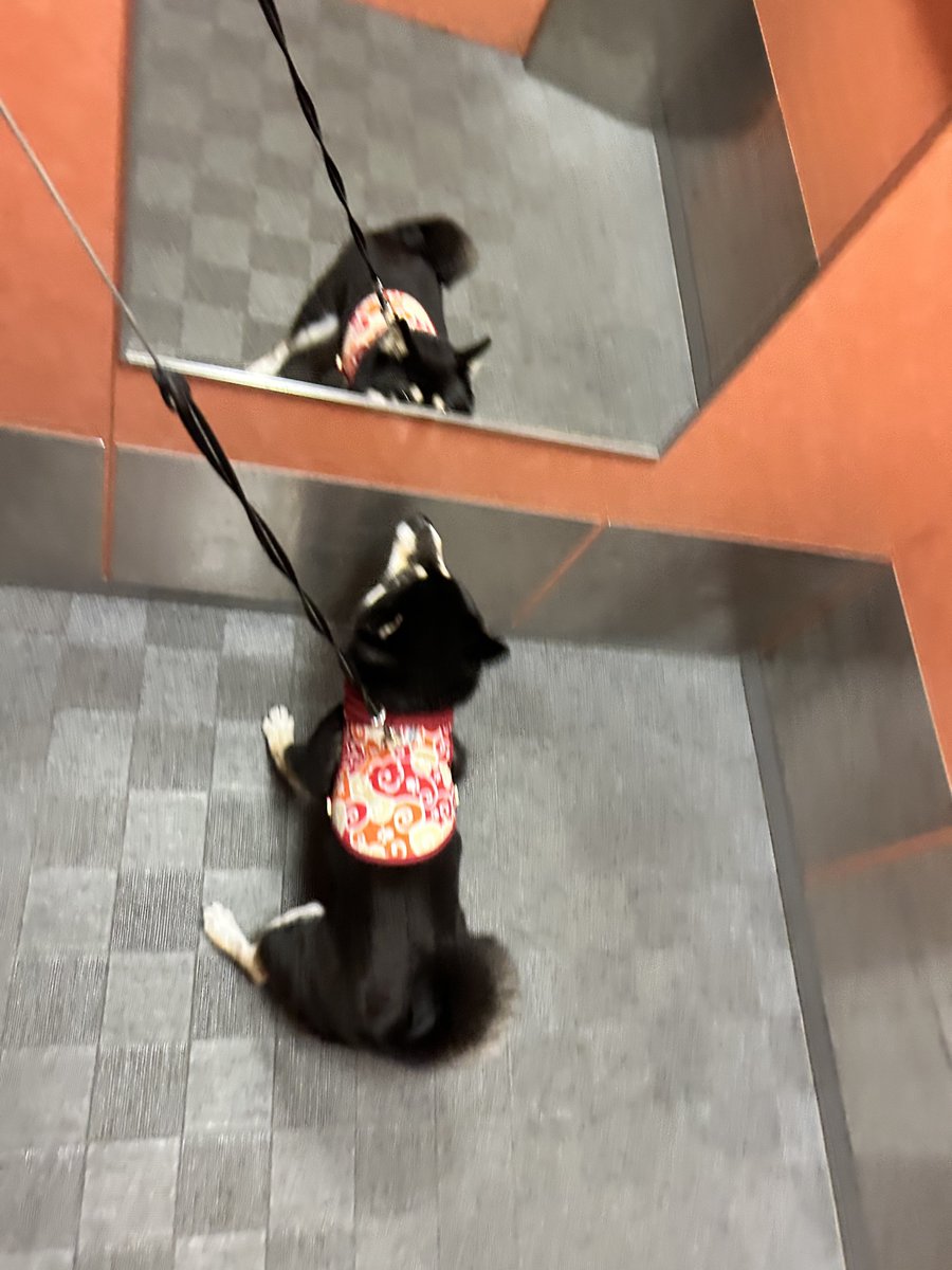 mamehimakuri's tweet photo. 病院。テンションMAX！

#柴犬 #しばいぬ #黒柴 #豆柴 #黒豆柴 #日本犬 #shibainu https://t.co/cxs7jUgw87