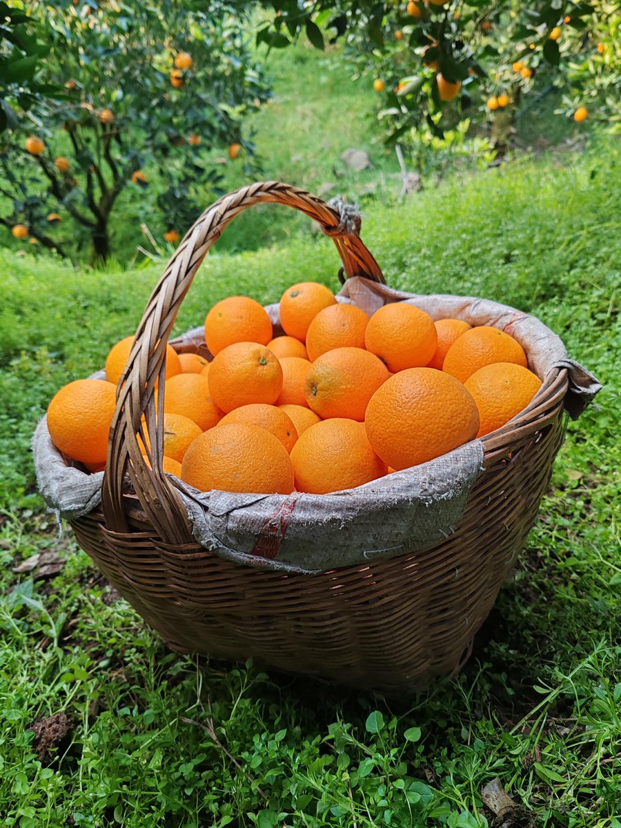 RubinPurce's tweet photo. Un vecino acaba de dejar una cesta de naranjas frescas en la puerta por el huerto de su casa. Nos alegramos mucho de esta amabilidad! https://t.co/2Uetct0GUA