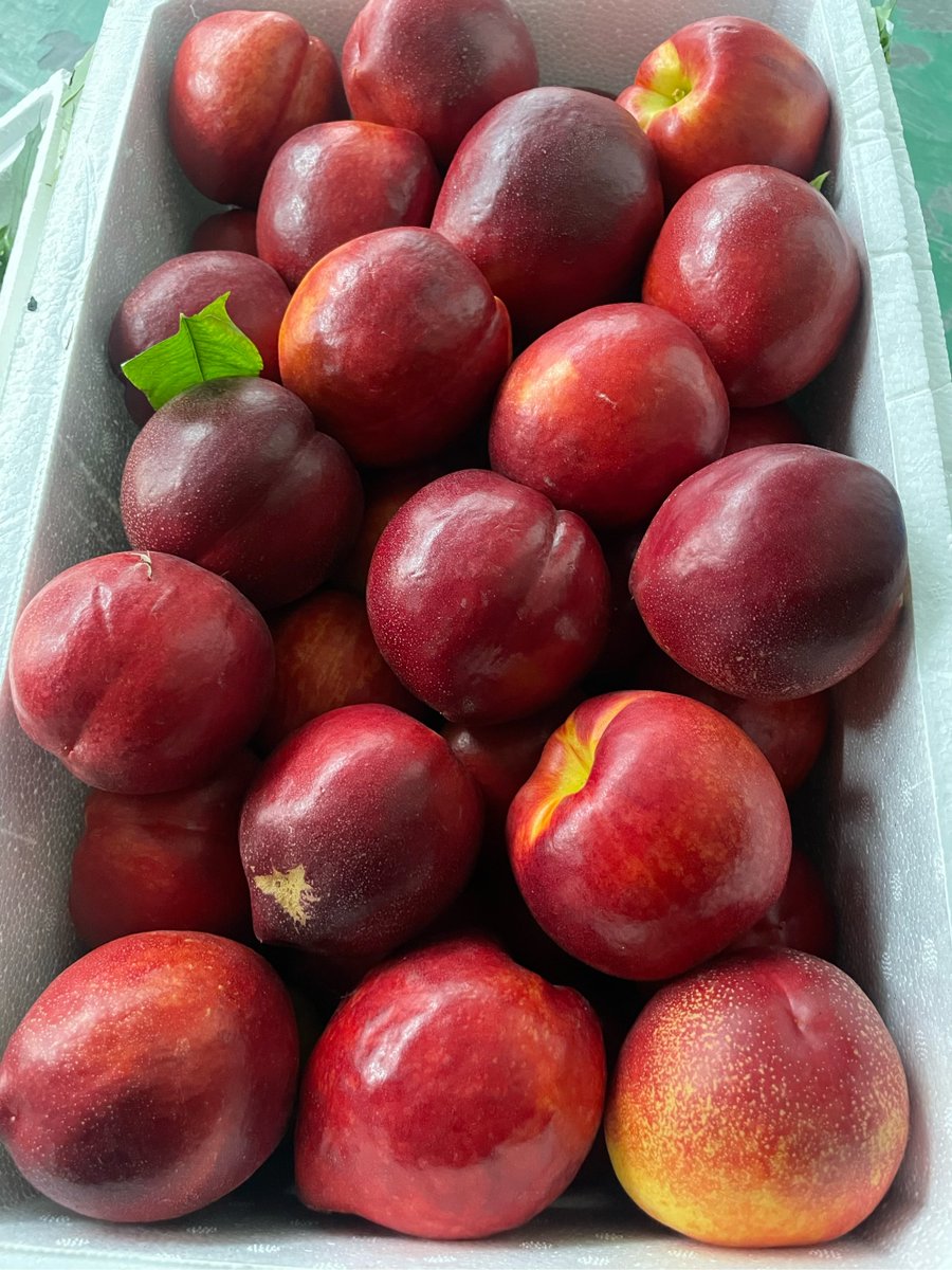 Lohas1213's tweet photo. Look! My peach is yummier than some other fruits! https://t.co/W7dMCn2KNR