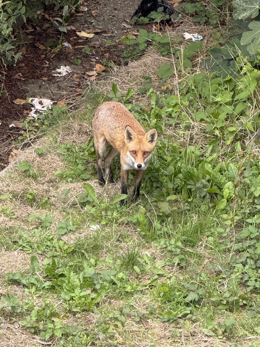 JustDan41's tweet photo. Fauxy the Fox is back. https://t.co/7Ym0oYZhJQ
