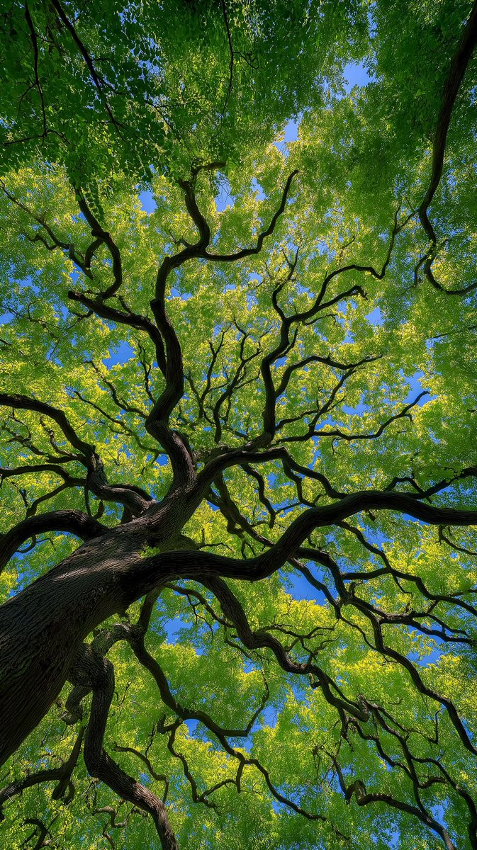 naturehealyou's tweet photo. trees always bring me peace https://t.co/6H4Khh7BrS