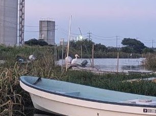 hokusosuisan's tweet photo. 印旛沼！

ガー君　カンタ君ファンの皆様！

こやつは元気です！

相変わらずです！笑

さすが鳥！

人間がバタバタしている中、通常営業しております！

皆皆様！

印旛沼！復旧したら会いにきてね♪(ペリカンより) https://t.co/PBXiksXlNk