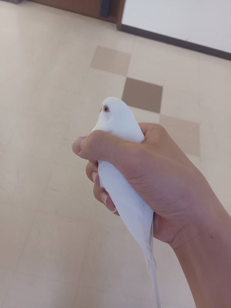 imolikeworld's tweet photo. 大阪府で迷子のインコちゃんいました。
弟が大学の外にいたと、警察に届けました。
2週間飼い主が見つからなかったら、
インコ飼っていたこともありうちで
引き取る形になるそうなんですけど、
飼い主さん、絶対不安だろうし
無事に何とかなったらいいなあ。
アルビノのセキセイインコ。 https://t.co/i67L1be7GL