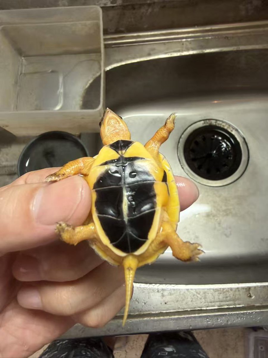 ReptileWanted's tweet photo. 今年のマッコードハコガメ、TSD♂設定がうまくいったかも…？🐢✨
まだ小さいので100%確定ではありませんが、尻尾が♂っぽい雰囲気が出てきていて嬉しいです！

狙って管理していたので、もしこのまま♂だったらかなり嬉しい☺️
今後の成長が楽しみです。

#マッコードハコガメ
#マッコードオス https://t.co/7zdoT0IgjT