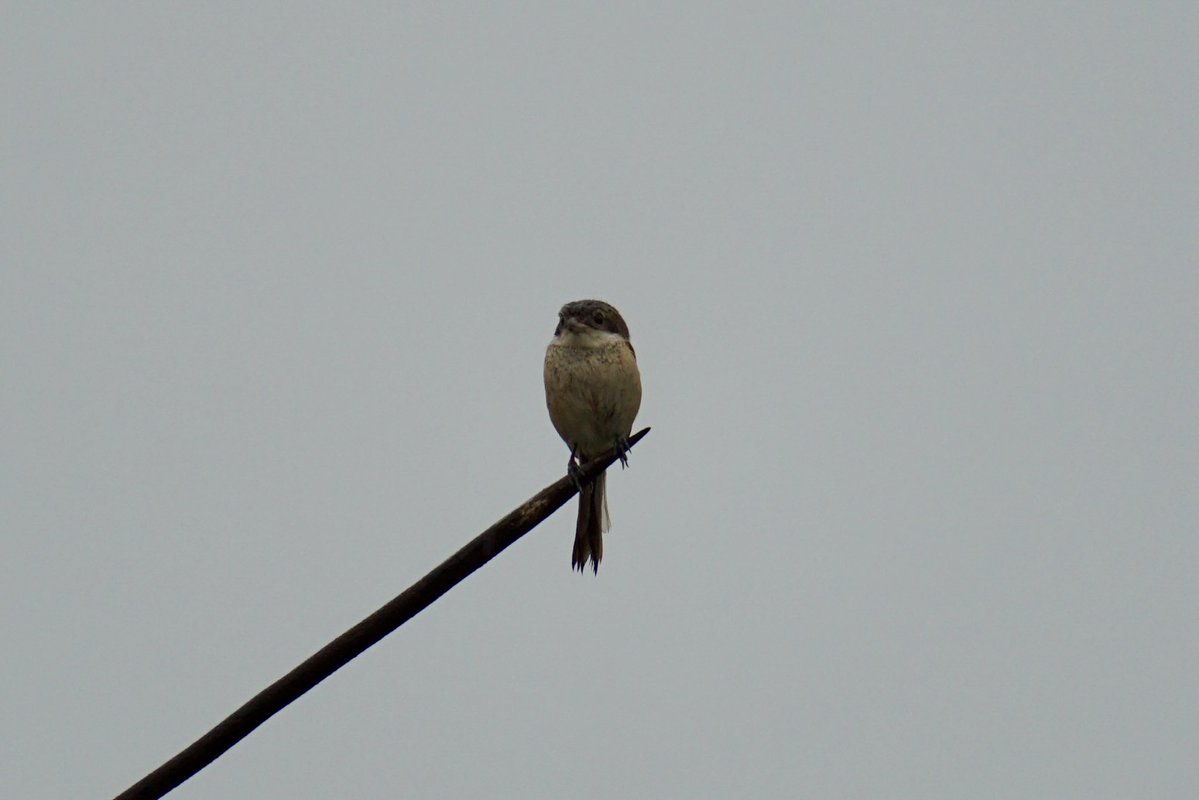 NAMELESSINSECTs's tweet photo. 謎のモズ類(幼鳥?)
ベトナム北部の農村にて
もしわかる方がいたら教えて頂きたいですm(_ _)m https://t.co/oveHpdZPG3