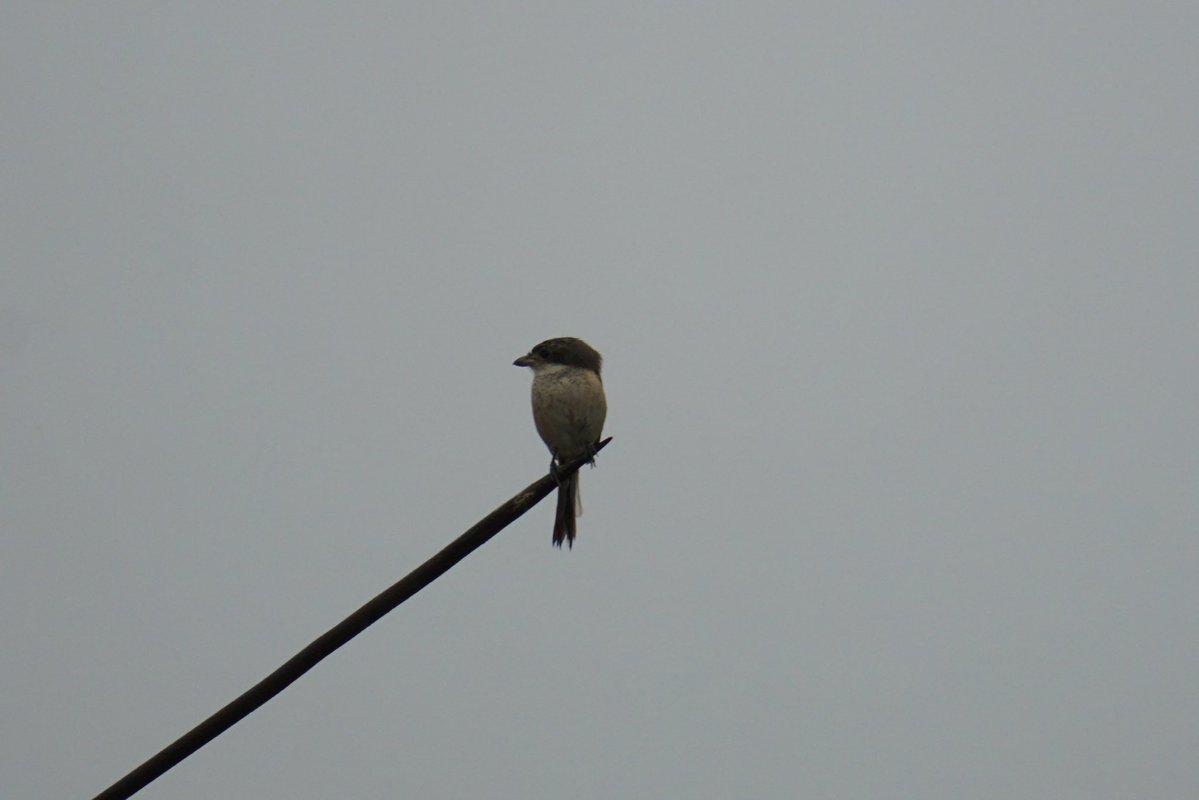 NAMELESSINSECTs's tweet photo. 謎のモズ類(幼鳥?)
ベトナム北部の農村にて
もしわかる方がいたら教えて頂きたいですm(_ _)m https://t.co/oveHpdZPG3