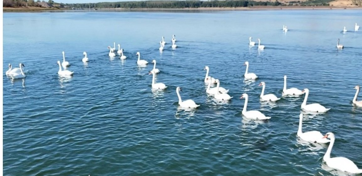 OkoNegotinsko's tweet photo. 🌊 Dunav kod Radujevca povukao se čak 300–400 metara od nasipa. Pojavili su se sprudovi i ostrvca, dok jata labudova uživaju u plićaku. Meštani kažu da ovakav Dunav ne pamte.
#Radujevac #Dunav #Negotin #Srbija #Suša https://t.co/k1AbVHff1M