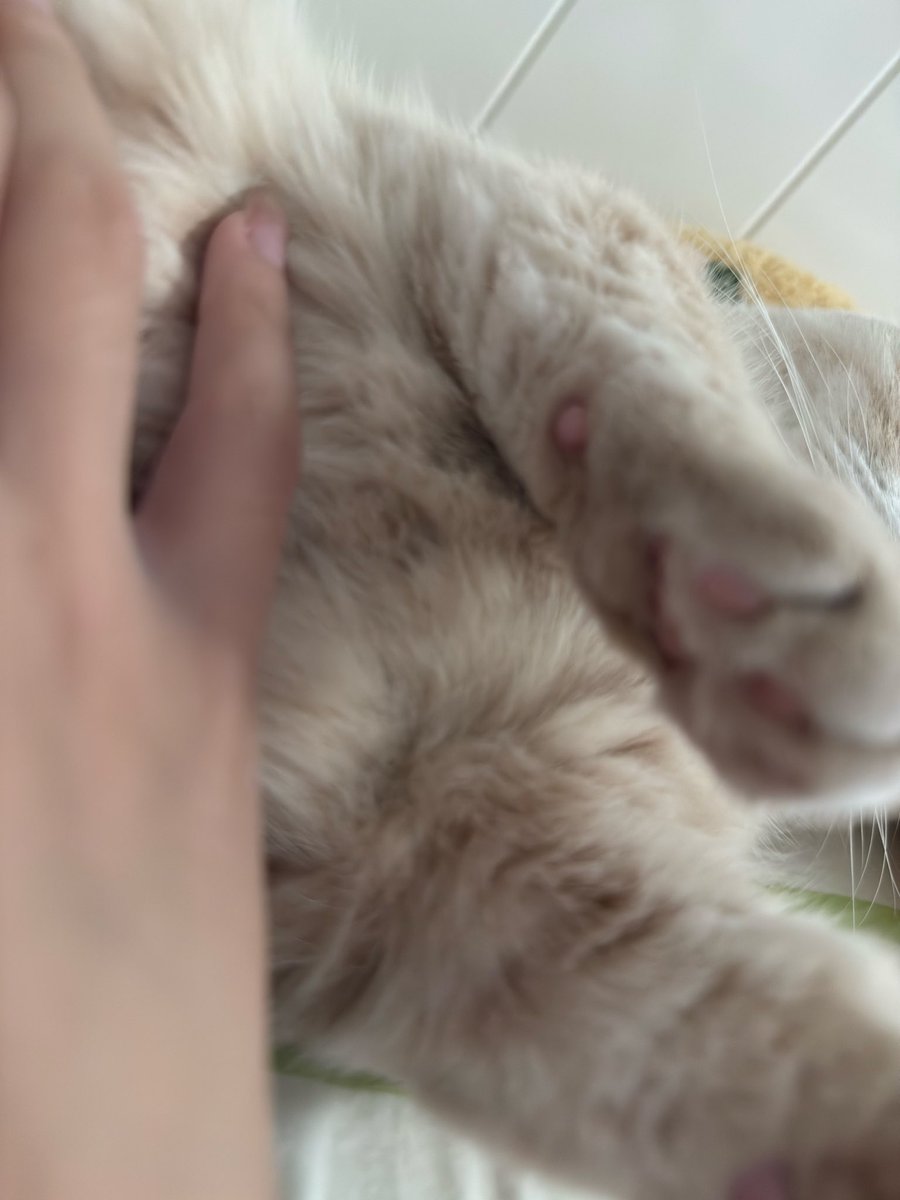 Ihsnbs3's tweet photo. 我的小猫很可爱！ https://t.co/IhJYKF8YSI