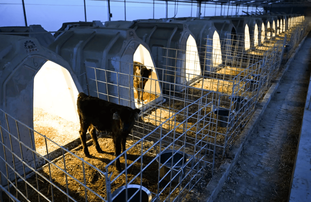 dndnine's tweet photo. [The herd tried to jump the fence to escape, steaming hot soup waiting for them in the warm barn!]， https://t.co/6pULKFahq6