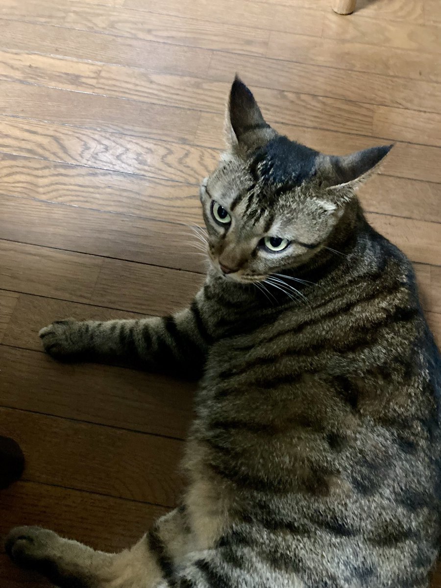 mimi0515mym's tweet photo. 主がちゅーる買ってくるの忘れたニャ…
許せないニャ🐱 https://t.co/7GFU1DwEvB