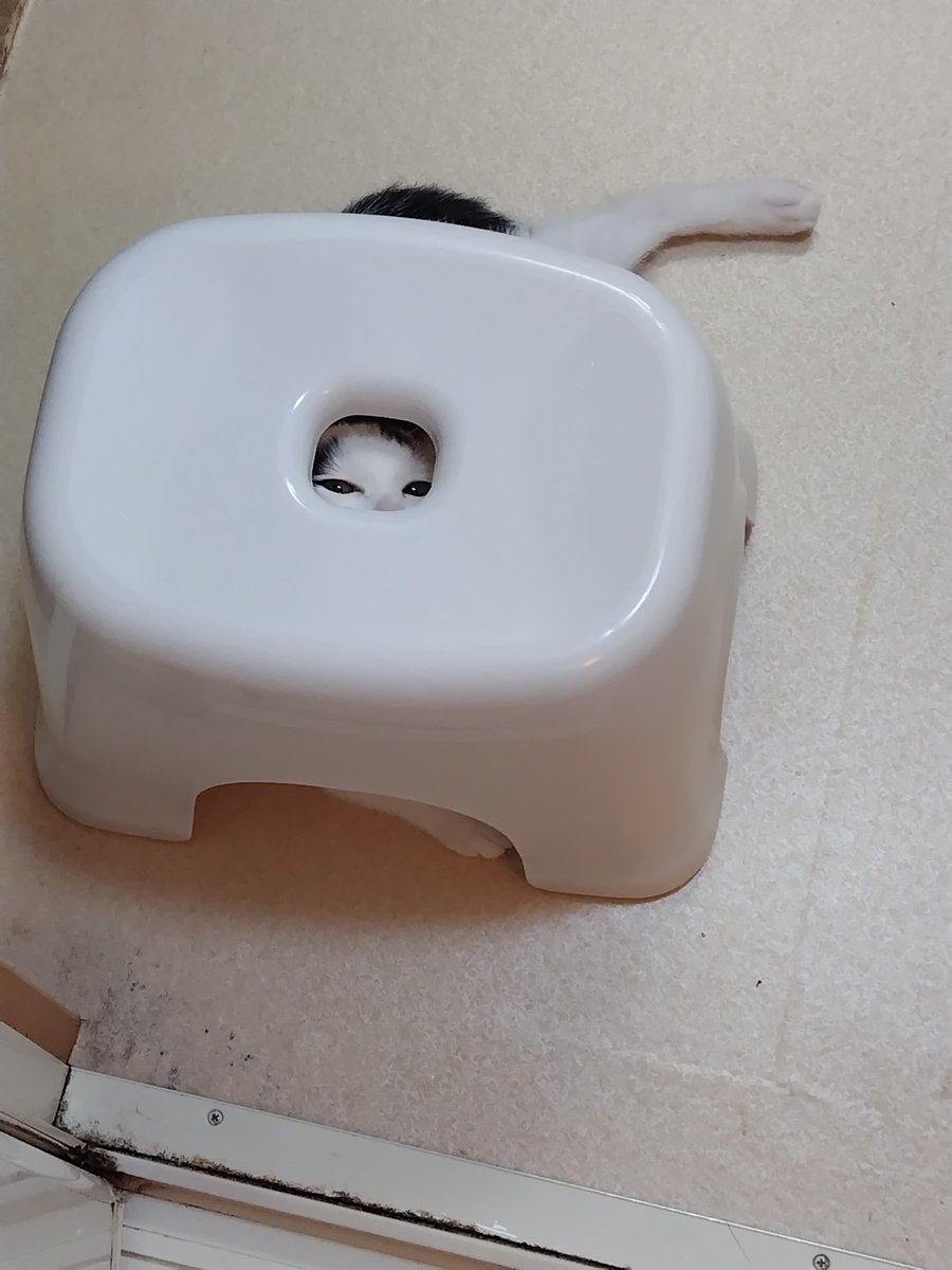 ROkUHANA00's tweet photo. まめこが来て８７日目

毎日お風呂の椅子に身をひそめる
まめこ

色々とびだしていて、身をひそめ
られてないけど楽しそうなので
まあいいか…と思ったのでした https://t.co/HuTP9JxjLf