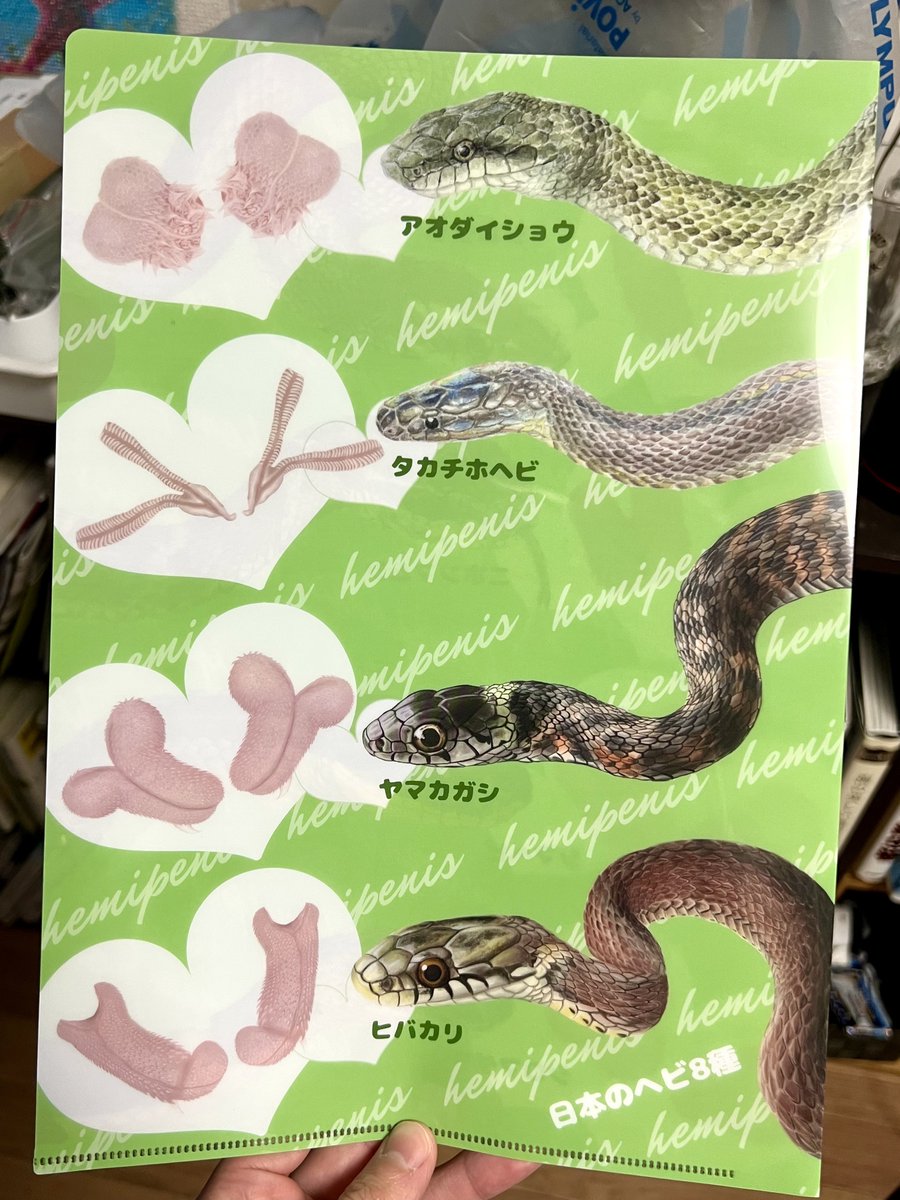 K_theHermit's tweet photo. 今まで買った物の中で1番やべえものはなんですか？

私は日本産ヘビ類のおちんちんクリアファイル https://t.co/PX6EwgfOq9