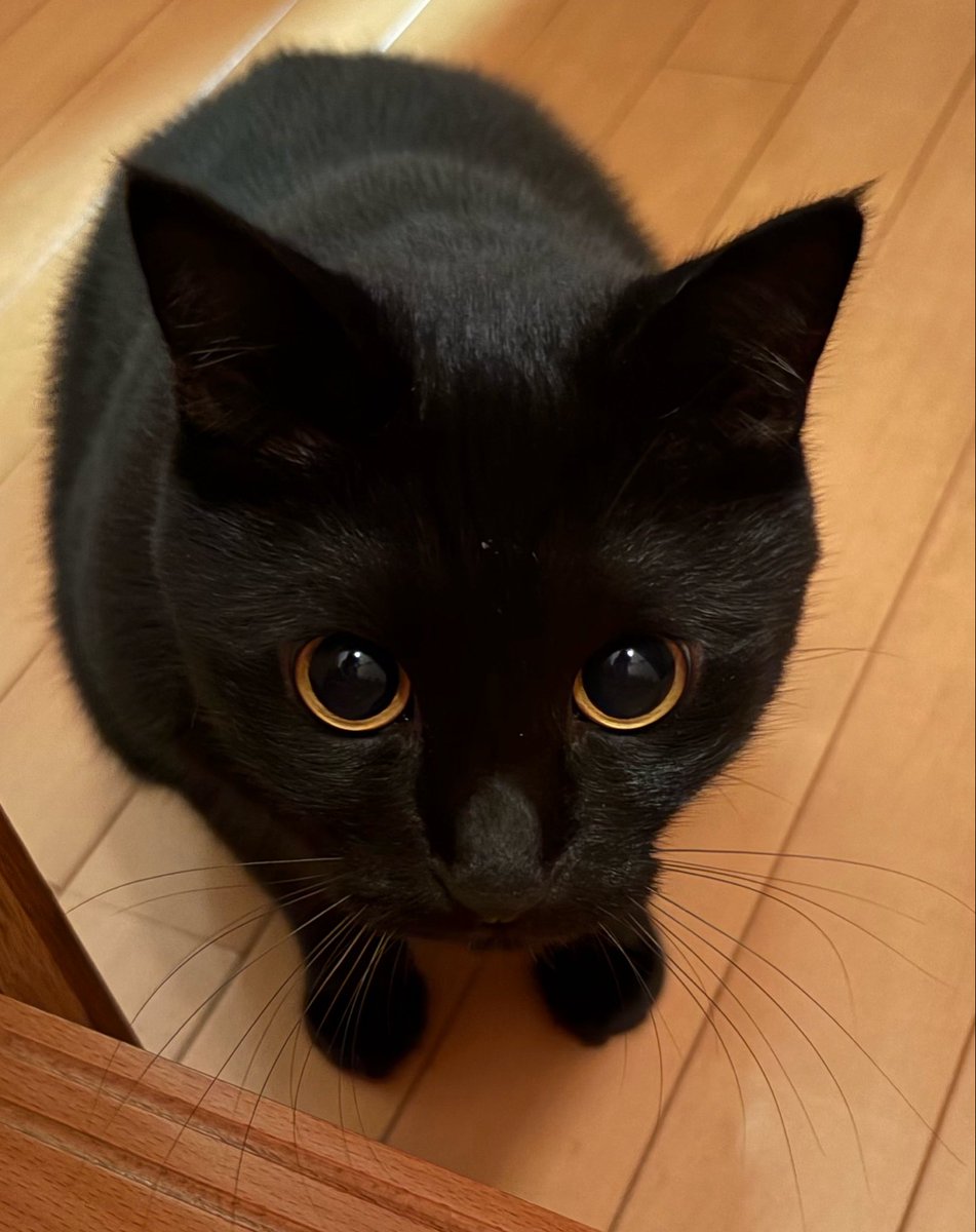 uni_kuroneko's tweet photo. むむむ。

#黒猫 https://t.co/Q5Yh1gB1Xh