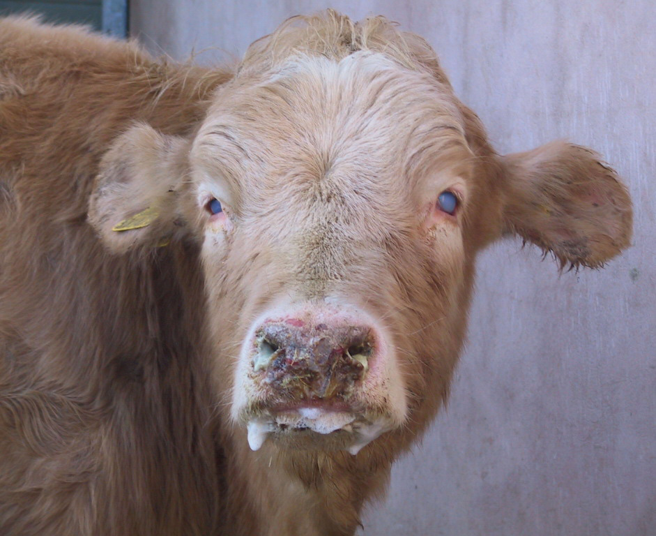 NBCDigitalNews's tweet photo. The government has imposed nationwide restrictions on the movement and trade of cattle and other cloven-hoofed animals following the detection of Foot and Mouth Disease (FMD) in the ||Kharas Region.

The restrictions are effective immediately and until further notice.

Under the measures: 

* The movement of all cloven-hoofed animals and their raw products is suspended nationwide.
* Marketing and trade of cloven-hoofed animals are suspended across the country.
* The import, export and transit of cloven-hoofed animals and their raw products are suspended.
* Slaughtering of cloven-hoofed animals is suspended at export and local abattoirs.
* Slaughtering is also prohibited at informal markets and during social events.
* Veterinary authorities are increasing disease surveillance to determine the extent of the outbreak.
* Roadblocks will be established at strategic points to control the movement of livestock and their raw products.

The restrictions form part of the government's National Foot and Mouth Disease Contingency Plan, activated after the disease was confirmed in Karasburg.

The measures are intended to prevent the disease from spreading to other parts of the country while veterinary authorities investigate and contain the outbreak.

Emil Xamro Seibeb

#NBCNews #nbcdigitalnews #nbcDSTV282 #nbcGOtv20 #nbcplusapp