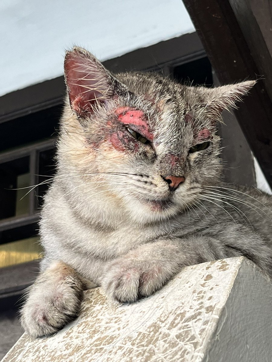 enernad's tweet photo. bismillah, kenalin aku Nadia pemiliknya kucing Bolang atau biasanya disebut @/anabulnya.onti kalau di instagram.. 

disini mau cerita dan memohon bantuan serta doa dari teman-teman online untuk kesembuhan Bolang yang lagi sakit parah kulitnya https://t.co/TQ5oeJD1aZ