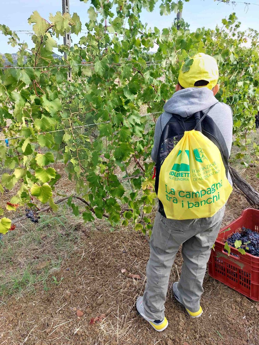 ColdirettiAL's tweet photo. Vendemmia didattica: tra biodiversità e tradizione, vigneti come aula a cielo aperto
I piccoli vendemmiatori in mezzo ai filari hanno condiviso un’esperienza ricca di emozioni
A Frassinello Monferrato, ospiti dell’Azienda ‘Luparia’, con la partecipazione del Sindaco
@coldiretti https://t.co/13LpjnN7XI
