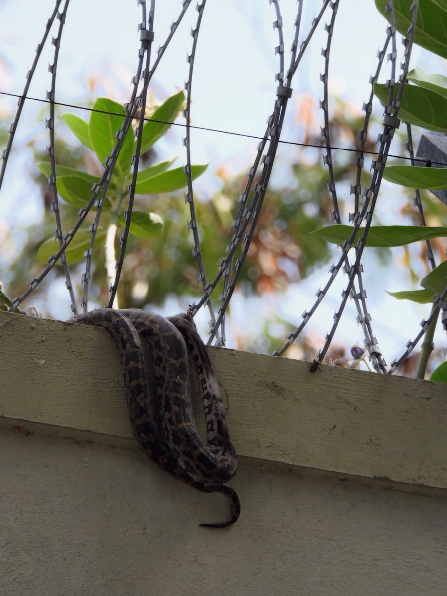oligoglot's tweet photo. I never thought my first wild sighting of the Indian Rock Python (மலைப்பாம்பு) would be a sad juvenile stuck in the fence. I couldn’t reach from this side, but the @tnforestdept staff rescued it putting their life on the literal line! Hope it survives.
#snakerescue #pythonmolurus https://t.co/Of7FIchFAU