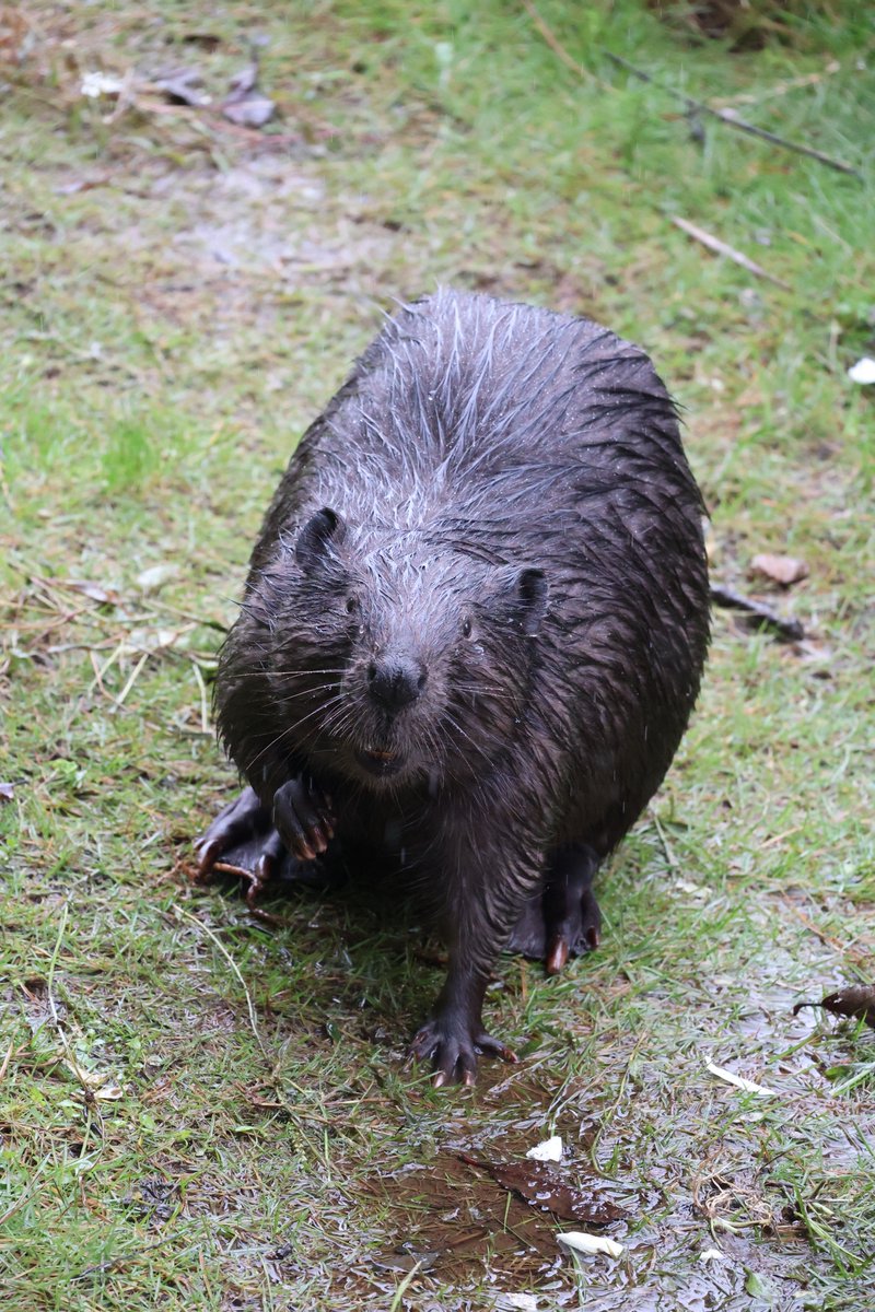 photo_beaver's tweet photo. ごまちゃんです！

#アメリカビーバー
#beaver 
#那須どうぶつ王国
#ごま

2026.9 https://t.co/mBeSF50LvT