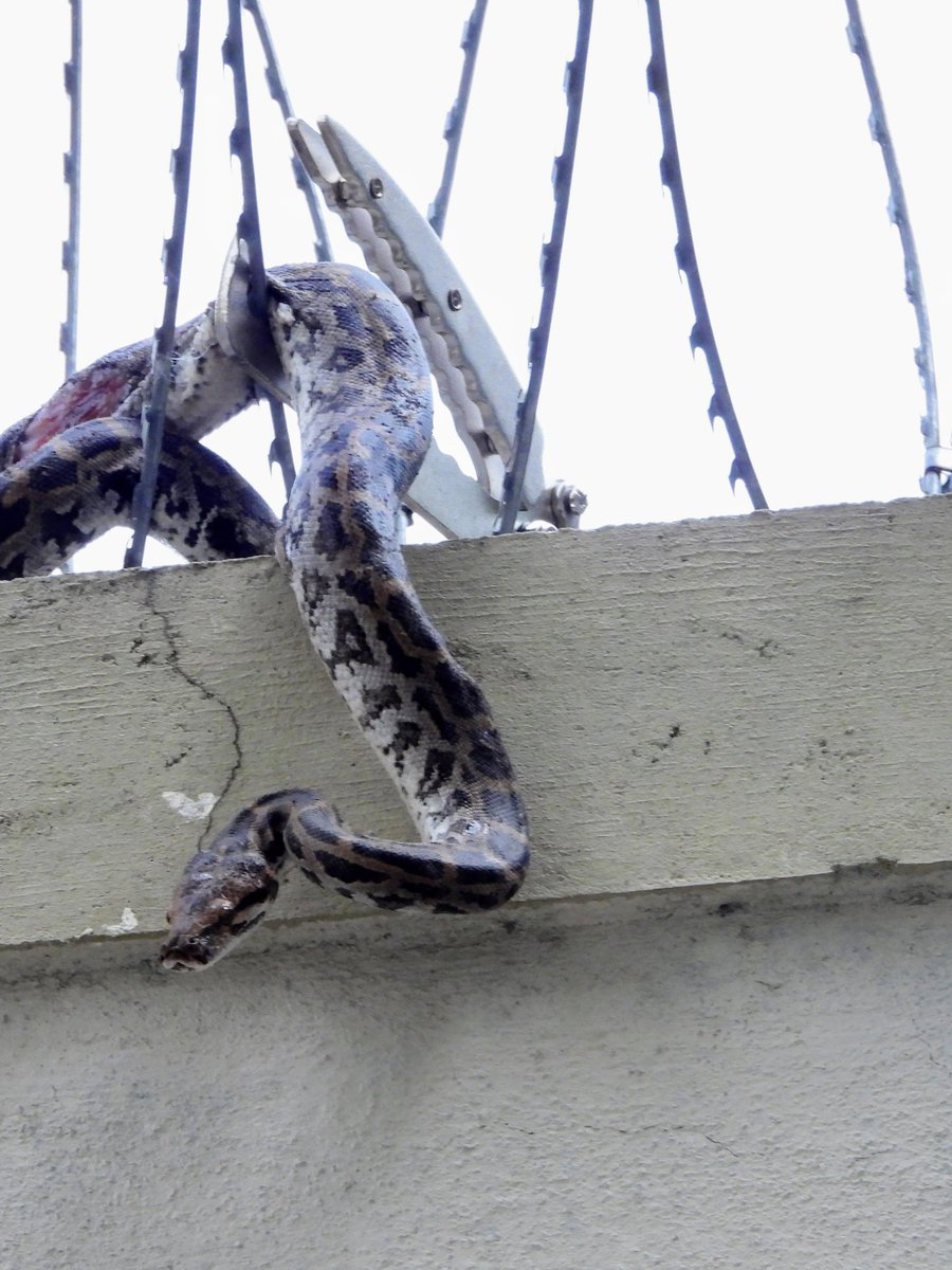 oligoglot's tweet photo. I never thought my first wild sighting of the Indian Rock Python (மலைப்பாம்பு) would be a sad juvenile stuck in the fence. I couldn’t reach from this side, but the @tnforestdept staff rescued it putting their life on the literal line! Hope it survives.
#snakerescue #pythonmolurus https://t.co/Of7FIchFAU