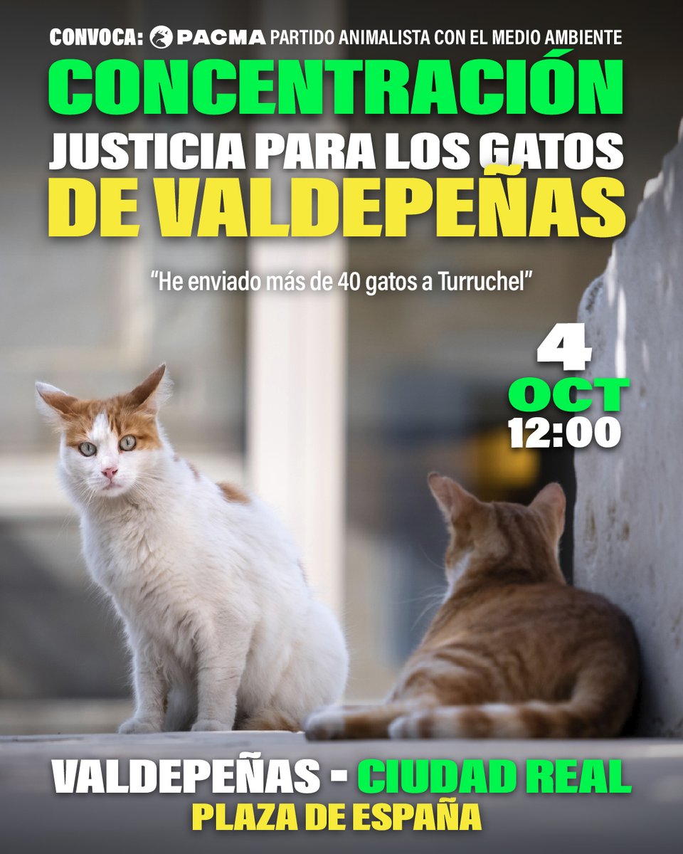 PartidoPACMA's tweet photo. CONVOCAMOS CONCENTRACIÓN EN VALDEPEÑAS (CIUDAD REAL) CONTRA EL VECINO QUE AFIRMÓ MANDAR A MÁS DE 40 GATOS "A TURRUCHEL".

Este señor ha seguido insultando muy gravemente por redes sociales tanto a nuestro presidente, @LunaJavierS, como a las mujeres, y concretamente a las cuidadoras de colonias felinas, que temen que pueda llegar a hacerles daño.

A pesar de estar formalmente DENUNCIADO, sigue campando a sus anchas y haciendo vídeos en los que se jacta de que nadie le confronta y provoca diciendo que está ganando "mucho dinero" en su residencia canina y felina con lo ocurrido.

Te esperamos:

📆 Domingo, 04 de octubre de 2026.
🕛 12:00
📌 Plaza de España de Valdepeñas, Ciudad Real.

Por favor, comparte esta publicación en tus historias.

#gatos #coloniasfelinas #concentración #manifestación #maltratoanimal