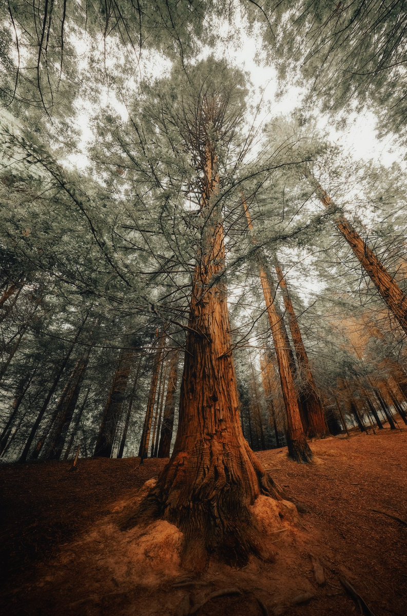 mandolinaes's tweet photo. Into the woods https://t.co/oNWHmwtqIh