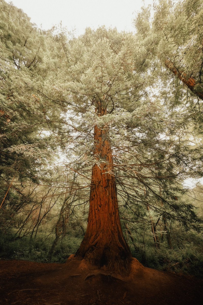 mandolinaes's tweet photo. Into the woods https://t.co/oNWHmwtqIh