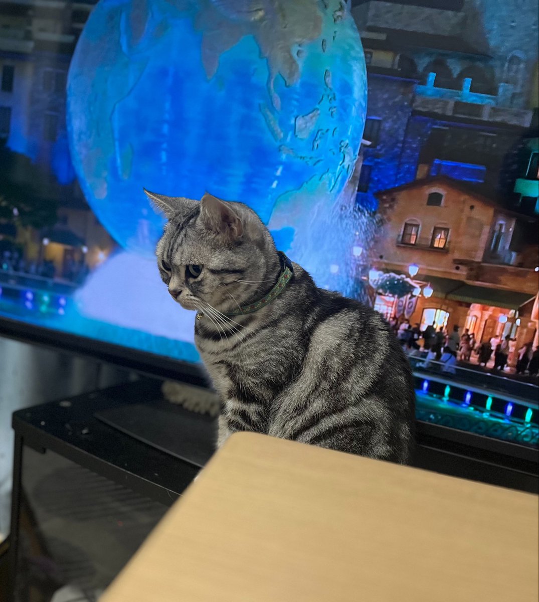 7toki634's tweet photo. #猫のいる暮らし https://t.co/9CNwMBBBv3