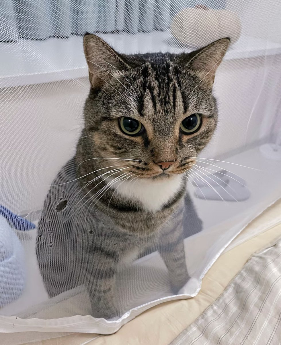 3xiaoyangyang's tweet photo. The mosquito net traps the cat, but not its curiosity. https://t.co/8WSMPL9hcN